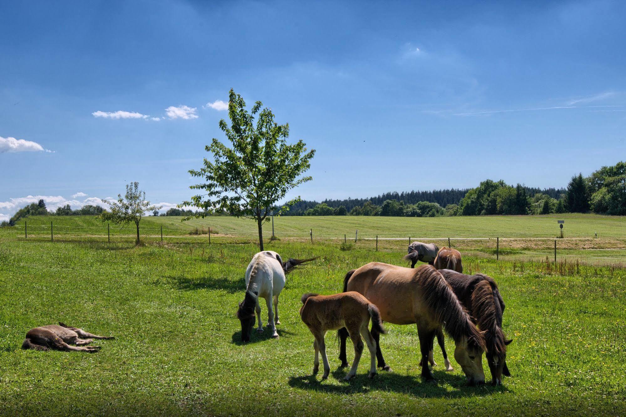 Landgasthof Zum Schwanen Hornberg Exterior foto